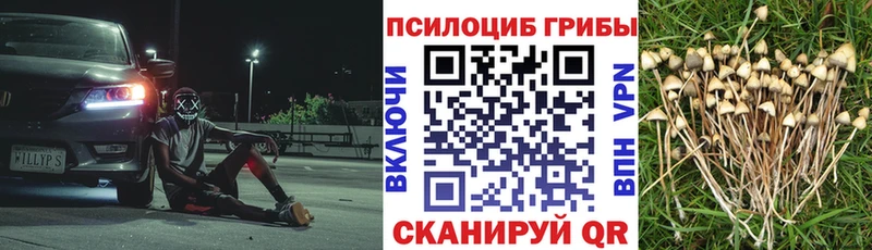 где можно купить   Починок  Псилоцибиновые грибы мицелий 